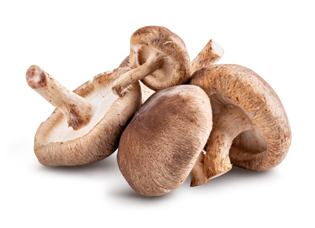 shiitake mushrooms on white background