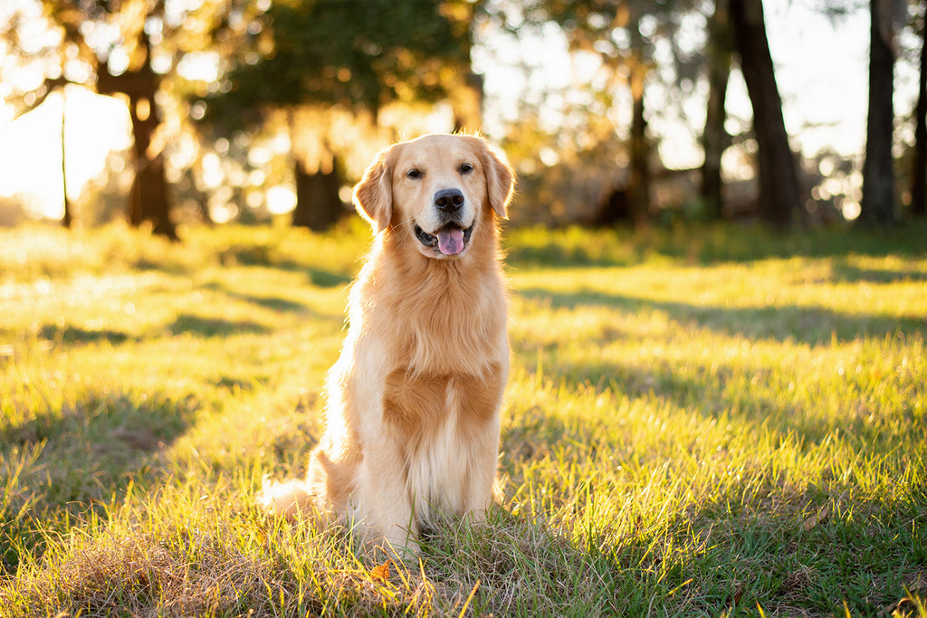 Unleash the Golden Benefits of Curcumin Supplement for Dogs