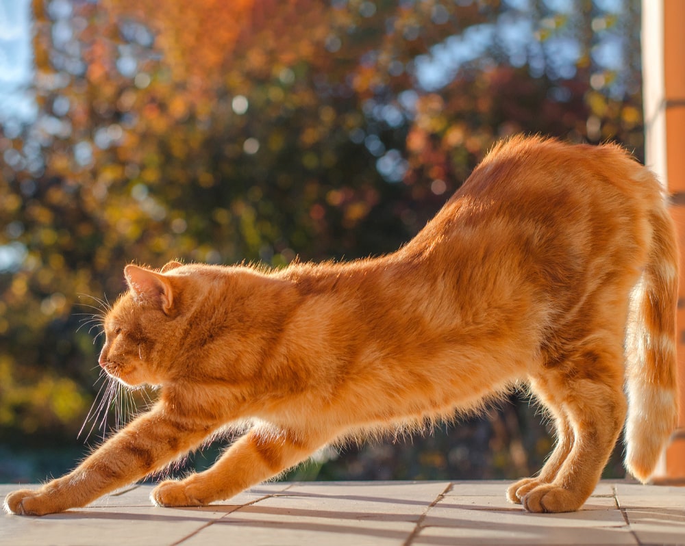 orange cat stretching - cat joint support image