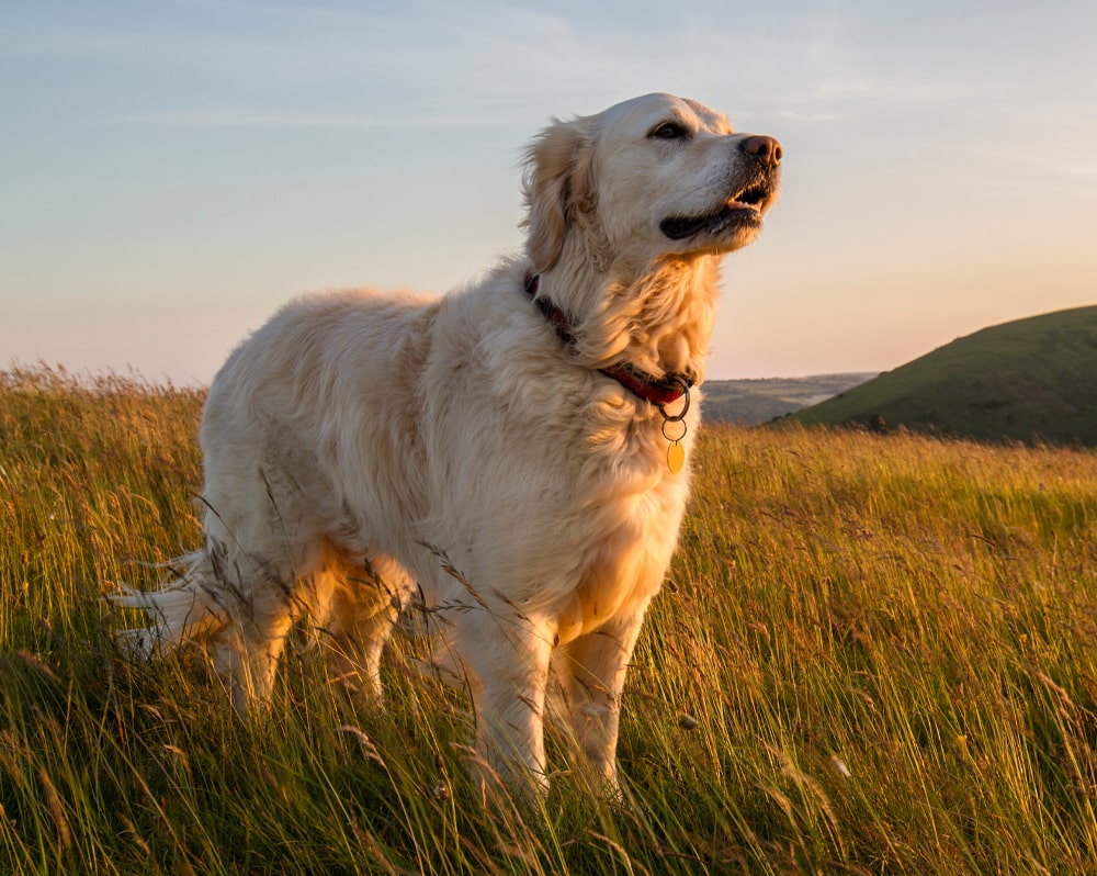 dog in a field at sunset - immune support for dogs image