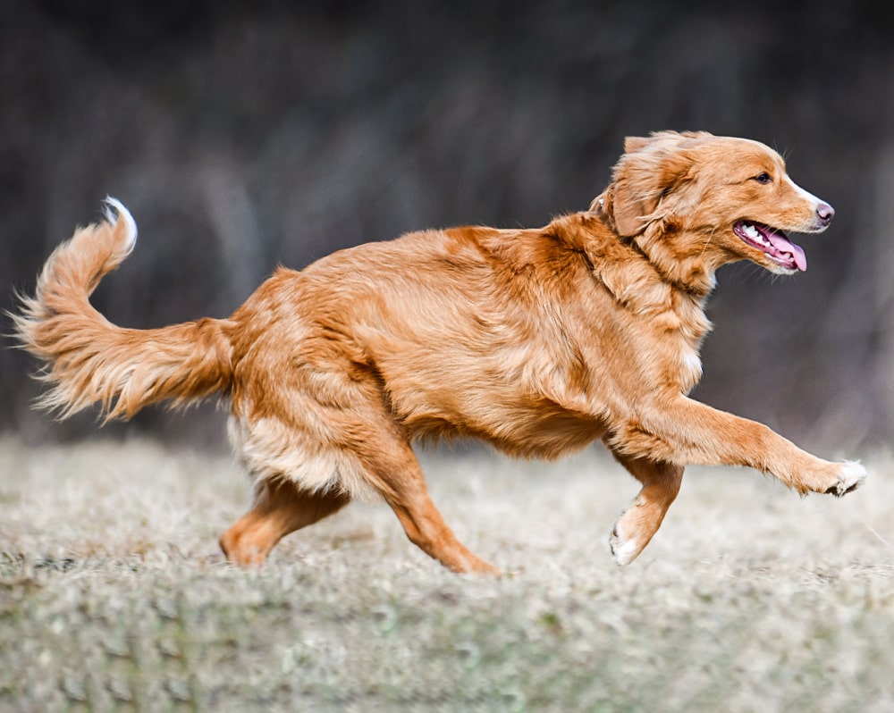 dog running through field - joint support for dogs image